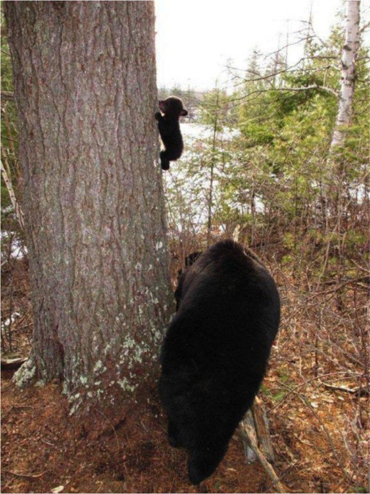 Первый подъем медвежонка на дерево в мире, животные, люди, фото